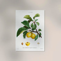 Alpine Apricot – Botanical Poster | Fine Plant Art | UV Resistant — Ansicht 2