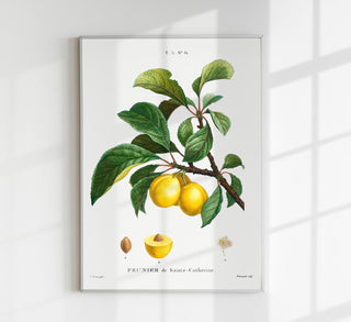 Alpine Apricot – Botanisches Poster | Feine Pflanzenkunst | UV-beständig