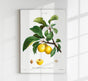 Alpine Apricot – Botanical Poster | Fine Plant Art | UV Resistant