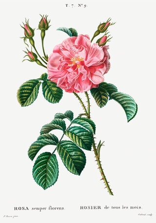 Rosa Chinensis – Fine Art Print | Botanische Rose | Chinesische Blüte