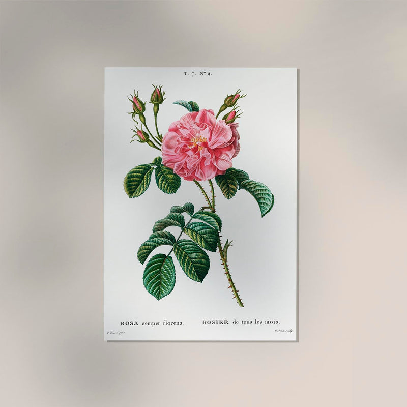 Rosa Chinensis Fine Art Print – Botanical Rose Wall Art in Four Sizes — Ansicht 2