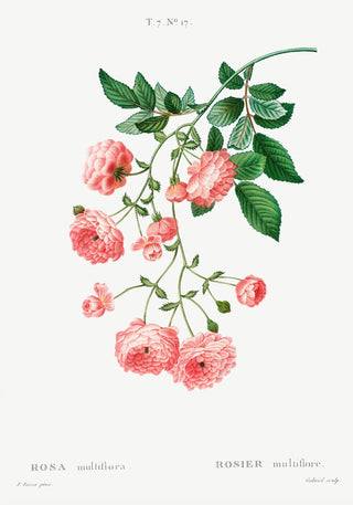 Rosa Multiflora Botanical Poster – Historische Rosenstudie | Fine Art Print | Canvas