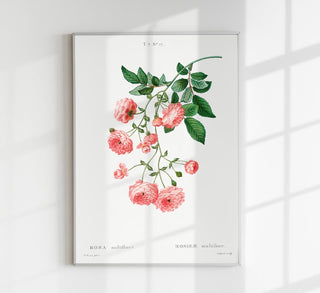 Rosa Multiflora Botanical Poster – historisches Rosen-Botanikposter als Fine Art Wandkunst für Schlafzimmer, Salon, Atelier oder Galerie-Wall im klassischen Pflanzenstudien-Stil
