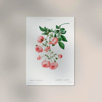 Rosa Multiflora Botanical Poster – Historische Rosenstudie Fine Art Print — Ansicht 2