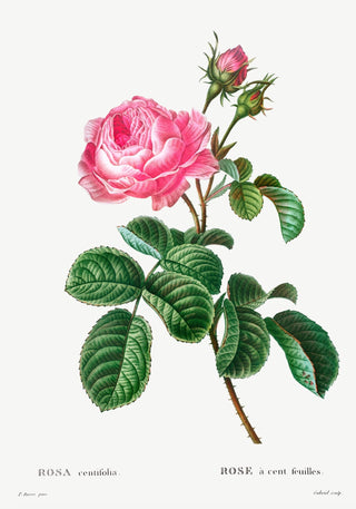 Rosa Centiflora Botanical Poster – Fine Art Print | Historische Rosenstudie | Klassischer Tafellook