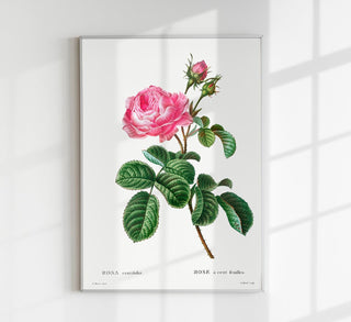 Rosa Centiflora Botanical Poster als Fine Art Print mit detailreicher Rosenillustration im klassischen Botanical-Stil, ideal für romantische, elegante Wohn- und Schlafräume.

