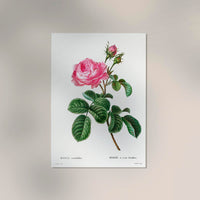 Rosa Centiflora Botanical Poster – Fine Art Print | Historische Rosenstudie — Ansicht 2