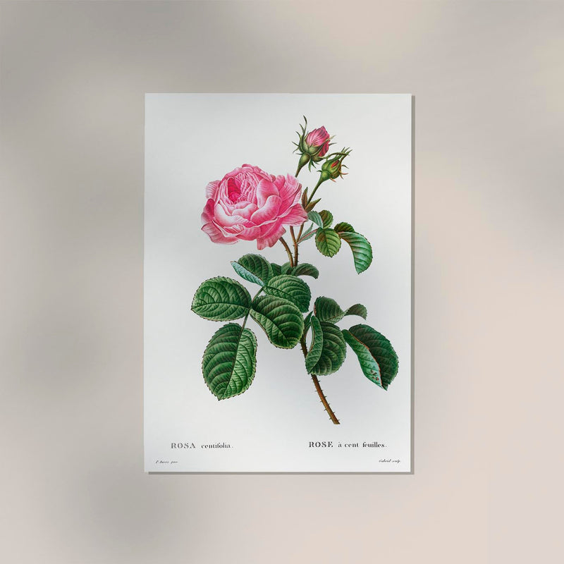 Rosa Centiflora Botanical Poster – Fine Art Print | Historische Rosenstudie — Ansicht 2