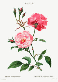 Rosa Semperfloreans – Fine Art Print | Botanische Rose | Ewige Blüte — Ansicht 3