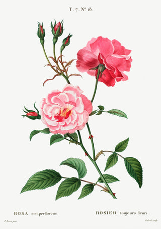 Rosa Semperfloreans – Fine Art Print | Botanische Rose | Ewige Blüte