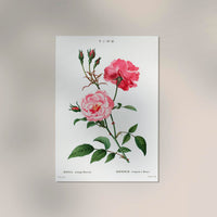 Rosa Semperfloreans – Fine Art Print | Botanische Rose | Ewige Blüte — Ansicht 2