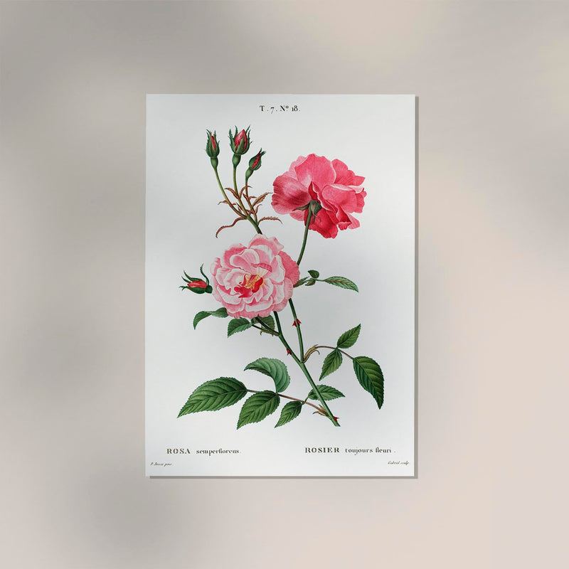 Rosa Semperfloreans – Fine Art Print | Botanische Rose | Ewige Blüte — Ansicht 2