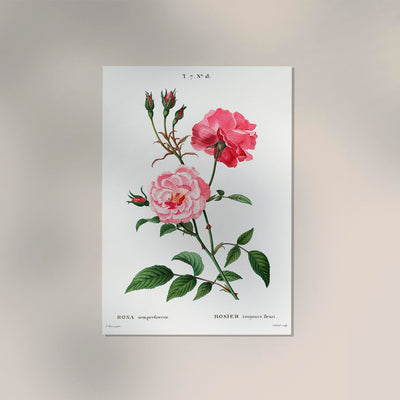 Rosa Semperfloreans – Fine Art Print | Botanische Rose | Ewige Blüte