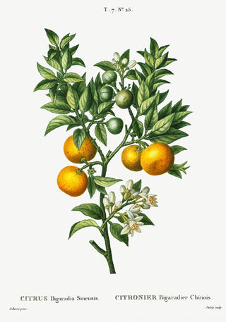 Bitter Orange Botanical Poster – Fine Art Print | Botanisch | Küchenkunst
