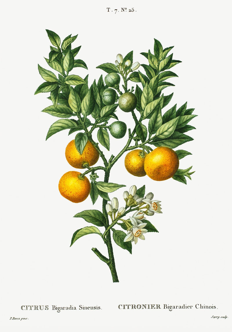 Bitter Orange Botanical Poster – Fine Art Print | A3, A2, A1, A0 | Botanische Illustration — Ansicht 3