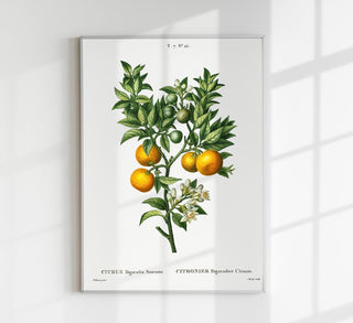 Bitter Orange Botanical Poster – Fine Art Print | Botanisch | Küchenkunst