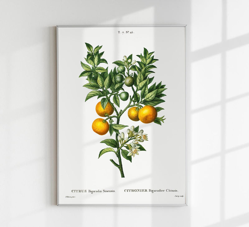 Bitter Orange Botanical Poster – Fine Art Print | A3, A2, A1, A0 | Botanische Illustration — Patroa Studio