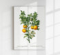 Bitter Orange Botanical Poster – Fine Art Print | A3, A2, A1, A0 | Botanische Illustration