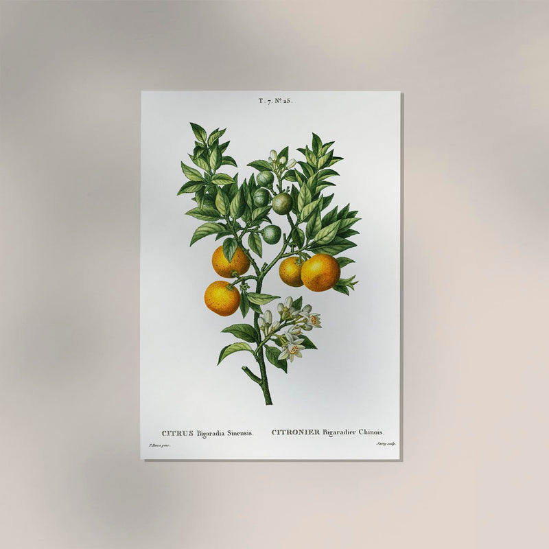 Bitter Orange Botanical Poster – Fine Art Print | A3, A2, A1, A0 | Botanische Illustration — Ansicht 2