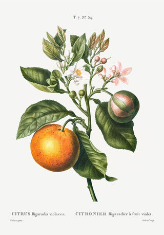 Bitter Orange flower Poster – Fine Art Print | Botanisch | Küchenkunst