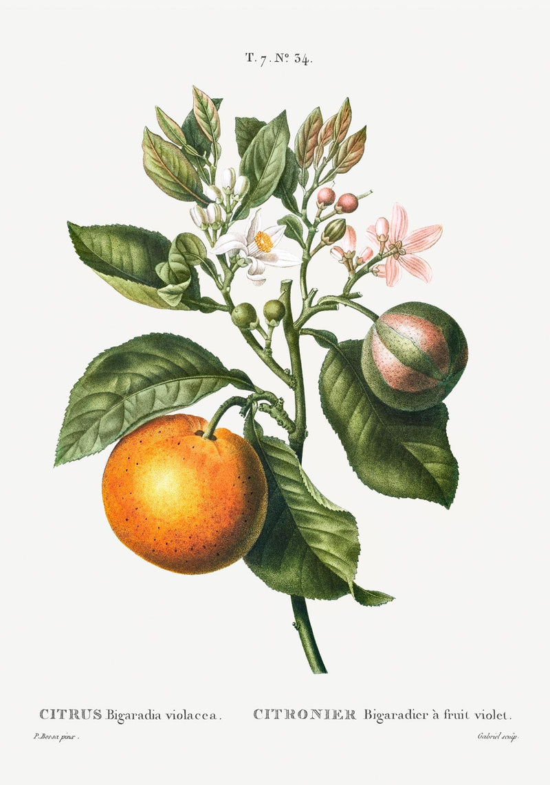 Bitter Orange Flower Poster – Fine Art Botanical Kitchen Art — Ansicht 3