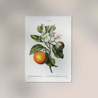 Bitter Orange Flower Poster – Fine Art Botanical Kitchen Art — Ansicht 2