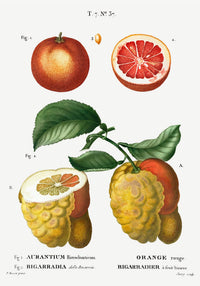 Citrus Chart Botanical Poster – Fine-Art-Print in 6 Größen — Ansicht 3