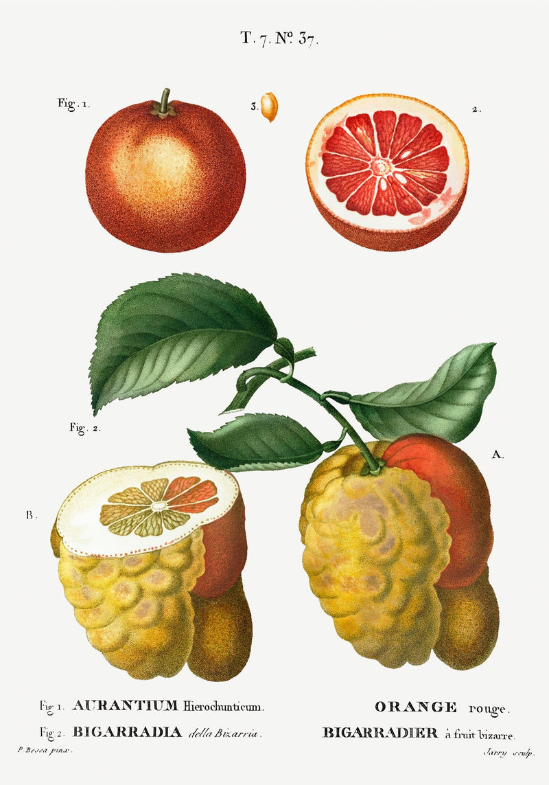Citrus Chart Botanical Poster – Fine-Art-Print in 6 Größen — Ansicht 3
