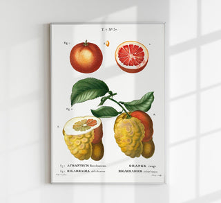 Citrus Chart Botanical Poster – Botanical | Fine Art | Canvas