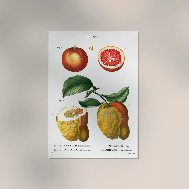 Citrus Chart Botanical Poster – Fine-Art-Print in 6 Größen — Ansicht 2