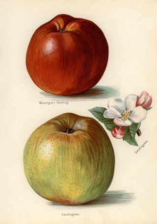 Gascoigne Sandringham Apples Fruit Poster – Historische Äpfel | Fine Art Print | Canvas