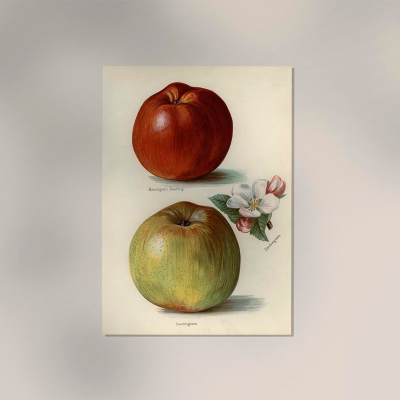 Gascoigne Sandringham Apples Fruit Poster – Historical Apples Fine Art Print — Ansicht 2