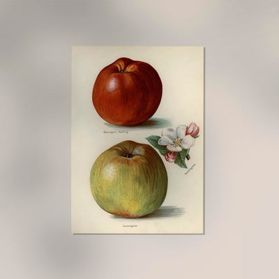 Gascoigne Sandringham Apples Fruit Poster – Historical Apples Fine Art Print