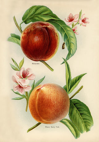 Alexander Early York Peaches – Vintage Obstillustration | Feinartdruck | UV-beständig
