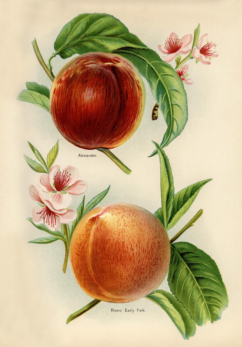 Alexander Early York Peaches – Vintage Obst Illustration Art Print | UV Resistant — Ansicht 3