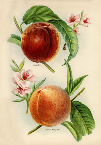 Alexander Early York Peaches – Vintage Obstillustration Kunstdruck | UV-beständig