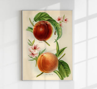 Alexander Early York Peaches – Vintage Obstillustration | Feinartdruck | UV-beständig
