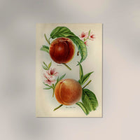 Alexander Early York Peaches – Vintage Obst Illustration Art Print | UV Resistant — Ansicht 2