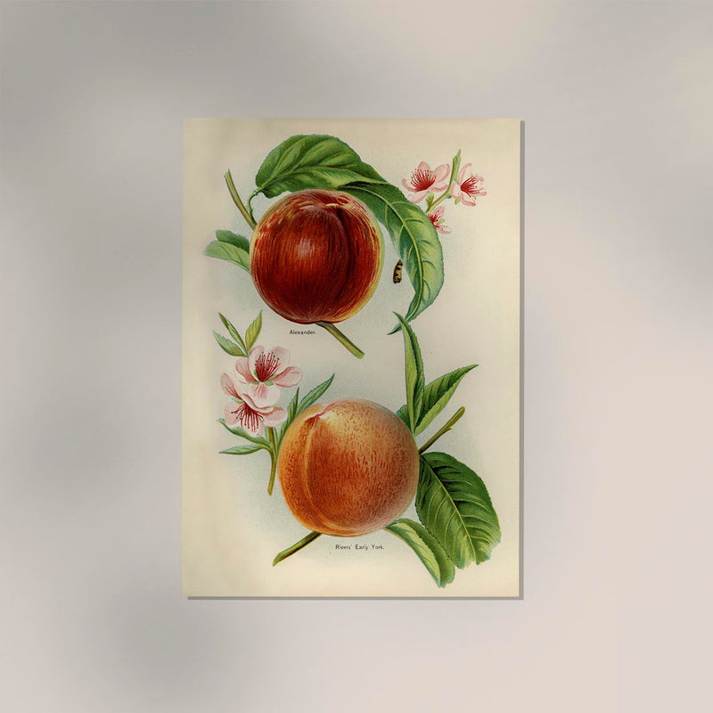 Alexander Early York Peaches – Vintage Obst Illustration Art Print | UV Resistant — Ansicht 2