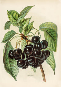 Early Rivers Cherries Fruit Poster – 225g Fine Art Paper A2 Format — Ansicht 3