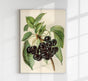 Early Rivers Cherries Fruit Poster – 225g Fine Art Paper A2 Format
