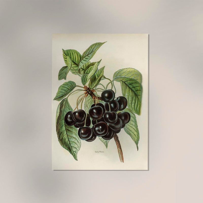 Early Rivers Cherries Fruit Poster – 225g Fine Art Paper A2 Format — Ansicht 2