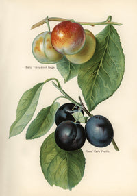 Gage Rivers Early Prolific Cherries Fruit Poster – Historische Kirsch-Illustration Fine Art Print — Ansicht 3