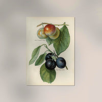 Gage Rivers Early Prolific Cherries Fruit Poster – Historische Kirsch-Illustration Fine Art Print — Ansicht 2