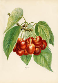 Bigarreau Cherries Fruit Poster – Fine Art Print Botanical Kitchen Art — Ansicht 3
