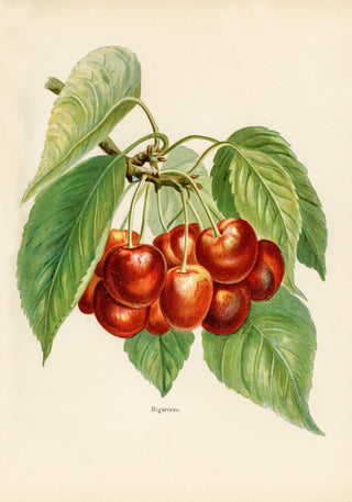 Bigarreau Cherries Fruit Poster – Fine Art Print | Botanisch | Küchenkunst