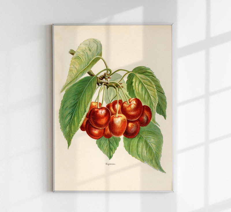 Bigarreau Cherries Fruit Poster – Fine Art Print Botanical Kitchen Art — Patroa Studio