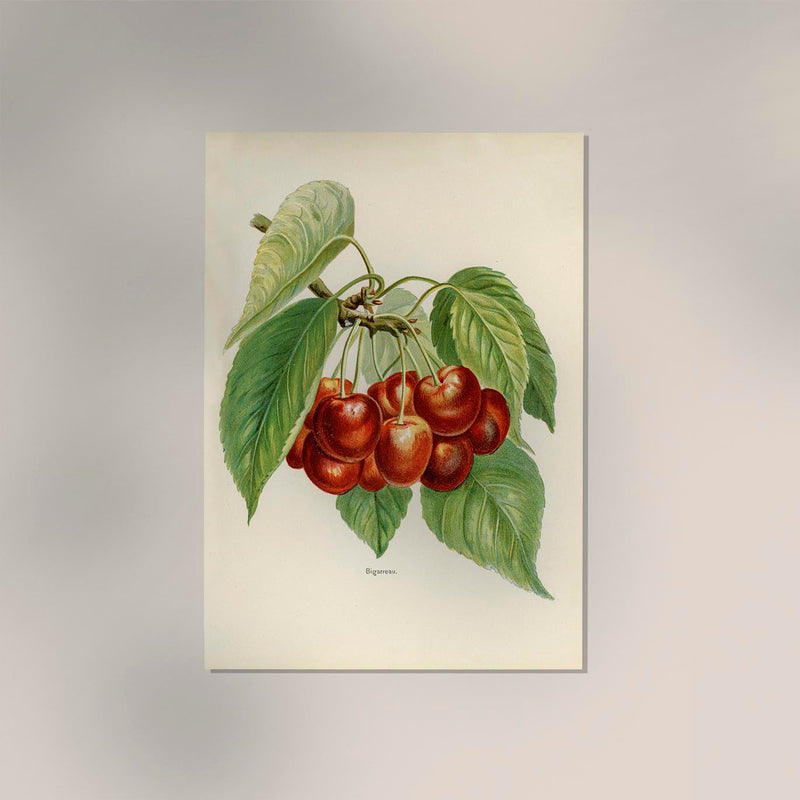 Bigarreau Cherries Fruit Poster – Fine Art Print Botanical Kitchen Art — Ansicht 2
