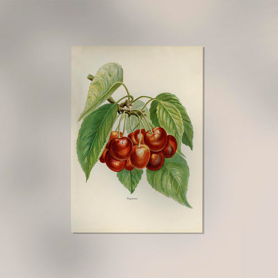 Bigarreau Cherries Fruit Poster – Fine Art Print Botanisch Küchenkunst