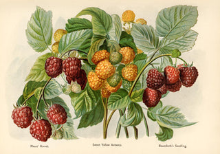 Sweet Yellow Baumforth Raspberries Fruit Poster – Fine Art Print | UV-resistent | Modern Botanical Design